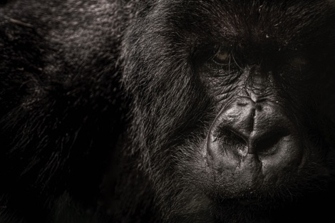 Gorilla
